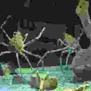 130