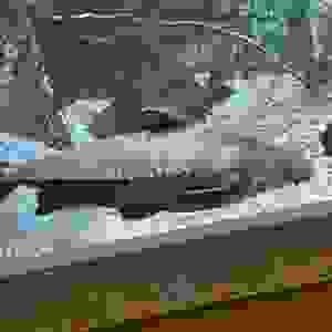 132