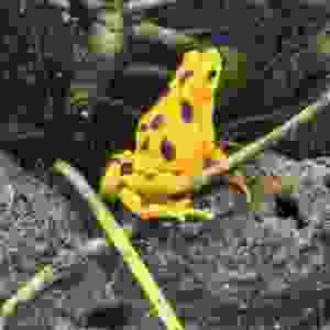 176
