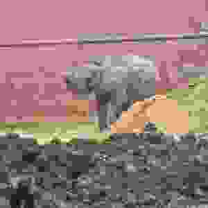194