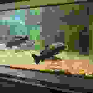 77